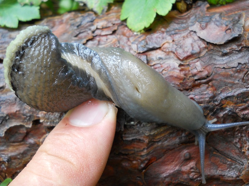 Limax aldrovandi Moquin-Tandon 1855 da Rocchetta Vara (SP)